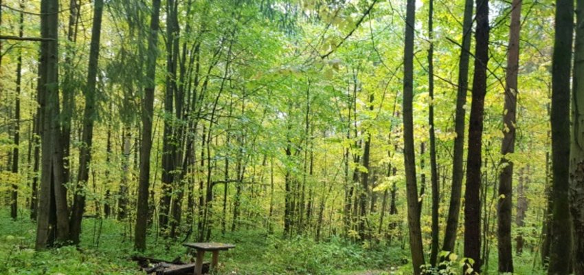 В Перми пройдет первый лесной экологический хакатон